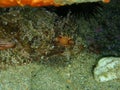 Black scorpionfish or European scorpionfish, small-scaled scorpionfish (Scorpaena porcus) close-up undersea Royalty Free Stock Photo