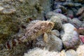 Black Scorpionfish - (Scorpaena Porcus)