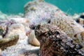 Black Scorpionfish - (Scorpaena Porcus)