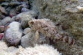 Black Scorpionfish - (Scorpaena Porcus)