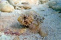 Black Scorpionfish - (Scorpaena Porcus)