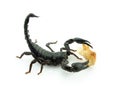 Black scorpions and food are eating Royalty Free Stock Photo
