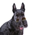 Black Scotch terrier