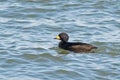 Black Scoter Royalty Free Stock Photo