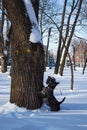 Black Scotish Terrier like snow weather