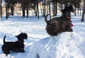 Black Scotish Terrier like snow weather