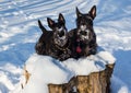 Black Scotish Terrier like snow weather