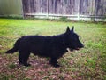 Black Scottie dog in the backyard