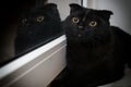 Black Scottish fold cat. Portrait. Close up Royalty Free Stock Photo