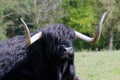 Black scottish highland cow
