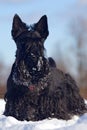 Black Scottish terrier, sitting on the snow during winter. Winter dog scene with snow. Dark dog in sonny day in cold winter. Cute