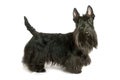 Scottish terrier Royalty Free Stock Photo