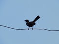 The black scrub robin is a species of bird in the family Muscicapidae. It is found in Bahrain, Burkina Faso, Cameroon, Chad, Royalty Free Stock Photo