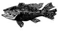 Black sea bass fish on white background Royalty Free Stock Photo