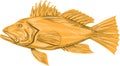 Black Sea Bass Drawing Royalty Free Stock Photo