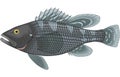 Black Sea Bass Illustration Royalty Free Stock Photo