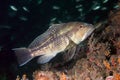 Black Sea Bass Royalty Free Stock Photo