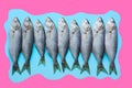 Black sea bluefish on pastel blue. Fish pattern with space for text. View from above