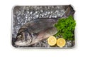 Black sea bream