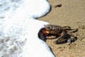 Black sea crab entering into water