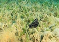 Black sea cucumber in seagrass bed