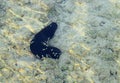 Black Sea Cucumber - Holothuria - on Sand under Sea Water - Marine Life - Andaman Nicobar Islands, India Royalty Free Stock Photo