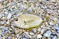 Black Sea Diplodus annularis on the seashore