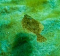 Black Sea, European flounder (Platichthys flesus luscus) floats in the water column