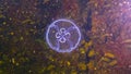 Black Sea fauna. Aurelia aurita moon jelly, moon jellyfish, common jellyfish, or saucer jelly Royalty Free Stock Photo