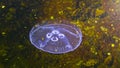 Black Sea fauna. Aurelia aurita moon jelly, moon jellyfish, common jellyfish, or saucer jelly Royalty Free Stock Photo