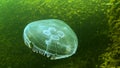 Black Sea fauna. Aurelia aurita moon jelly, moon jellyfish, common jellyfish, or saucer jelly Royalty Free Stock Photo