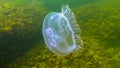 Black Sea fauna. Aurelia aurita moon jelly, moon jellyfish, common jellyfish, or saucer jelly Royalty Free Stock Photo