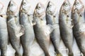 Black sea fresh bluefish on white. Fish pattern. View from above Royalty Free Stock Photo