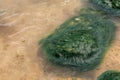 Black Sea green background of algae seaweed. Stone with bright seaweed closeup. Natural velvet texture of sea grass. Sea plant Royalty Free Stock Photo