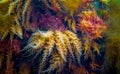 Black Sea, Hydroids Obelia, (coelenterates), Macrophytes Red and Green algae Royalty Free Stock Photo