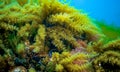 Black Sea, Hydroids Obelia, (coelenterates), Macrophytes Red and Green algae Royalty Free Stock Photo