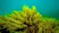 Black Sea, Hydroids Obelia, (coelenterates), Macrophytes Red and Green algae Royalty Free Stock Photo