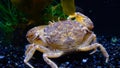 Black Sea, Invasive crab, invader Rhithropanopeus harrisii Zuiderzee crab, dwarf crab, estuarine mud crab