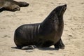 Black sea lion Seal barking on the beach