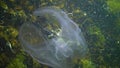 Ctenophores, comb invader to the Black Sea, jellyfish Mnemiopsis leidy. Ukraine