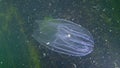 Ctenophores, comb invader to the Black Sea, jellyfish Mnemiopsis leidy. Ukraine