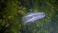 Ctenophores, comb invader to the Black Sea, jellyfish Mnemiopsis leidy. Ukraine