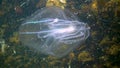 Ctenophores, comb invader to the Black Sea, jellyfish Mnemiopsis leidy. Ukraine