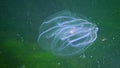 Ctenophores, comb invader to the Black Sea, jellyfish Mnemiopsis leidy. Ukraine