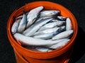 Black Sea mullet in a bucket. Royalty Free Stock Photo