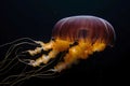 Black sea nettle, Rare orange jellyfish, dark background. AI generated Royalty Free Stock Photo