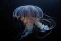 Black sea nettle, Rare orange jellyfish, dark background. AI generated.