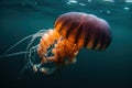 Black sea nettle, Rare orange jellyfish, dark background. AI generated. Royalty Free Stock Photo