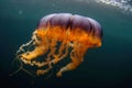 Black sea nettle, Rare orange jellyfish, dark background. AI generated. Royalty Free Stock Photo