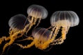 Black sea nettle, Rare orange jellyfish, dark background. AI generated.